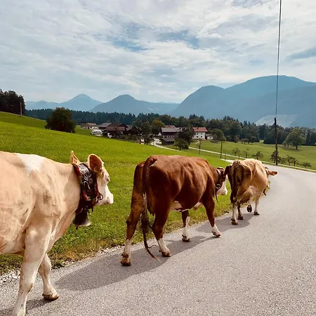 Wimmerhof - Bergsonne Appartement